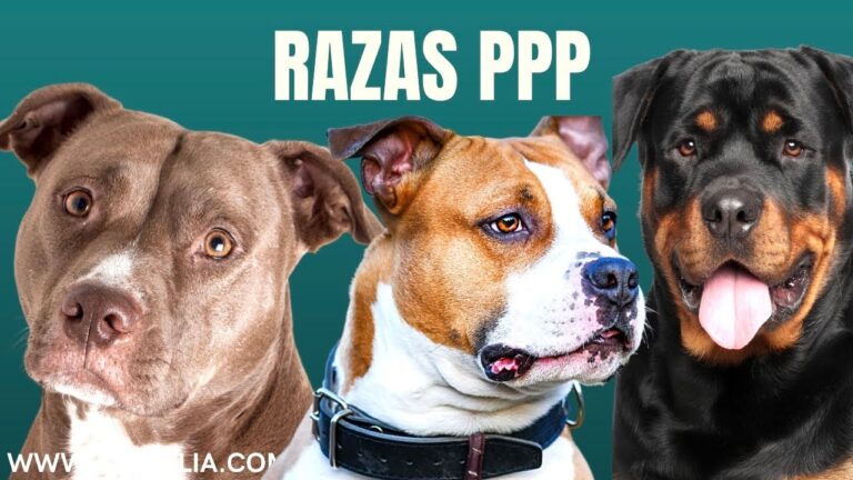 Regulación de perros de raza peligrosa en España